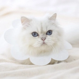 Mekani zaštitni ovratnik za životinje - bijela, veličina L