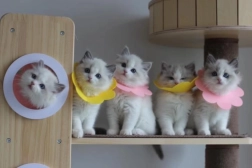 Meki postoperativni zaštitni ovratnik za kućne ljubimce – ružičasti, veličina L