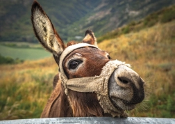 Puzzle magarac u planinama 500 dijelova DINO