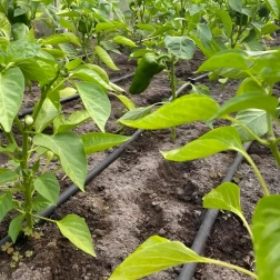 Kapajuće crijevo 16 mm, razmak 33 cm, 100 m