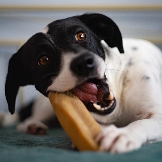 Prirodna, tvrda i dugotrajna žvakaća zabava