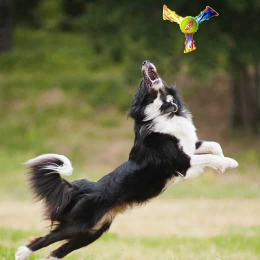 Zabavna igra na otvorenom i donošenje