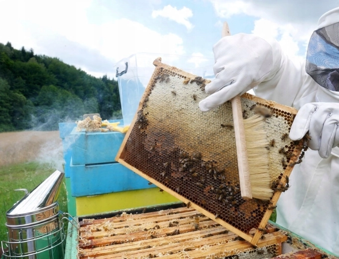 Nježno zamećivanje pčela bez stresa