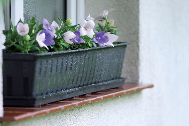 Promišljena drenaža i zdravi korijeni