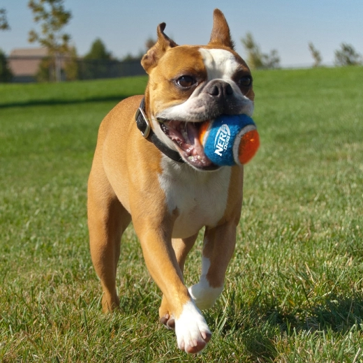 Visoka izdržljivost i odličan odskok
