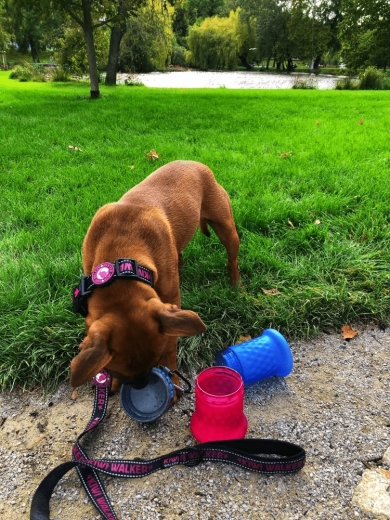 Putna zdjelica u trenu