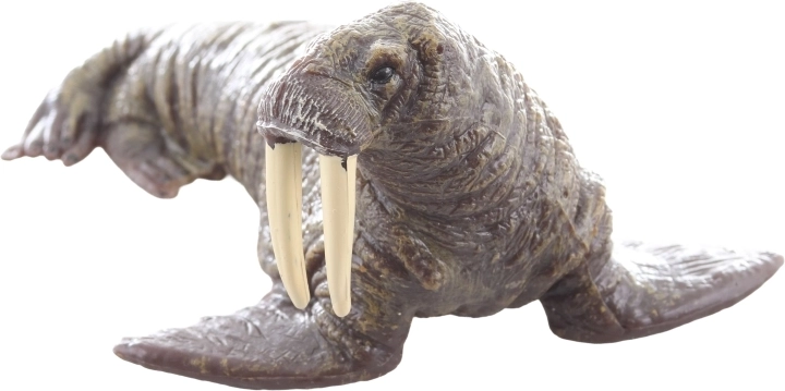 Idealno za učenje i kolekcioniranje