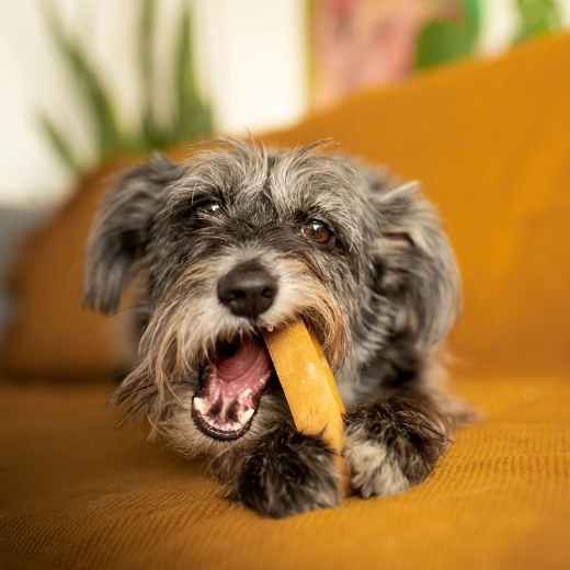 Idealna veličina za male i srednje pse