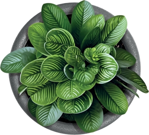 Idealna za sobne i vanjske biljke