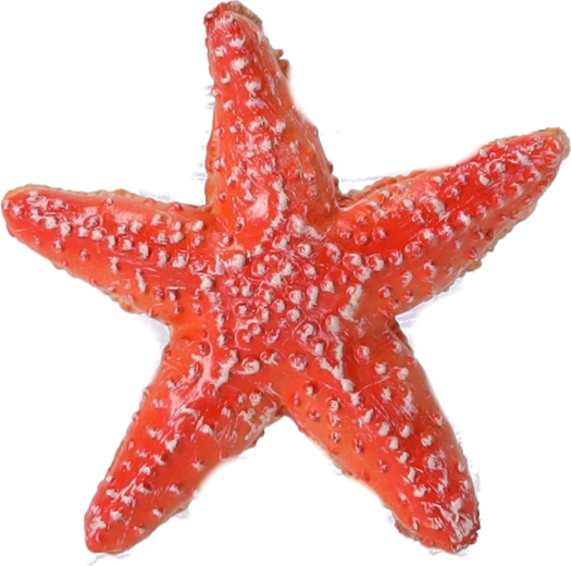 Sakupljačka figurica Morska zvijezda, Papo