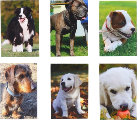 Mali bilježnica Pas 40 listova