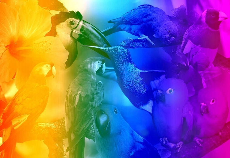 Drvene 3D puzzle Ptice s gradijentom M - 200 dijelova