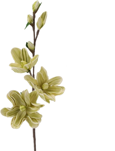 Dekorativni cvijet magnolije s 3 cvijeta 86 cm bijeli