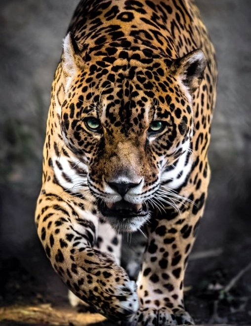 Puzzle 1000 komadi Jaguar