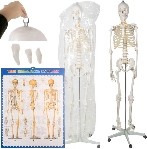 Anatomski model ljudske kosti 180 cm