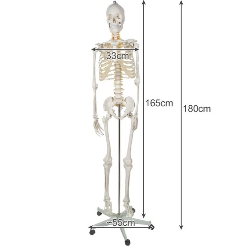 Ljudski kostur - 170cm Malatec 22583