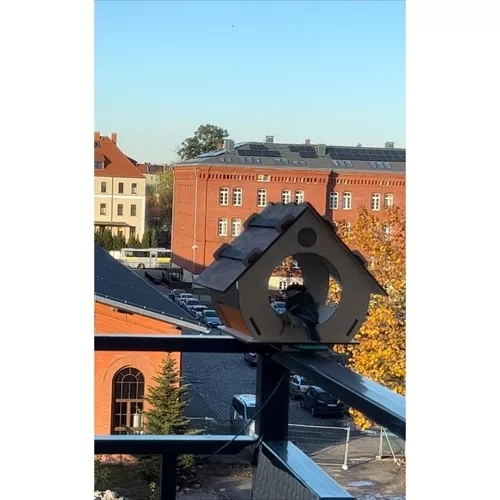 Hranilica za ptice Maaleo 22585