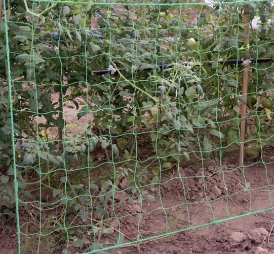 Mreža - potpora za biljke 2x10m Gardlov 23978