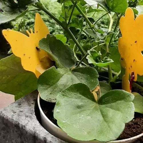 Žute ljepive zamke za insekte 12 kom