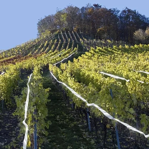 Plašilica ptica - 50m traka Repest 21042