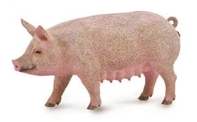 Prasnica Collecta