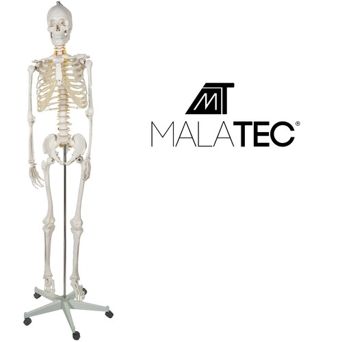Ljudski kostur - 170cm Malatec 22583