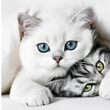 Dijamantno slikanje Mačja tajna 30 × 40 cm Norimpex