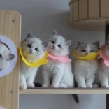 Meki postoperativni zaštitni ovratnik za kućne ljubimce – ružičasti, veličina L